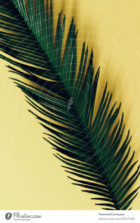 Palm branch on yellow background Natur Palme Palmenwedel Pflanzenteile gelb grün Farbfoto Studioaufnahme Nahaufnahme Hintergrund neutral