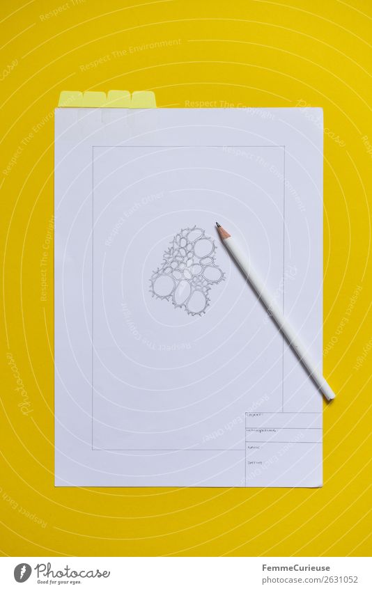 Drawing: Cells from the vascular bundle of a dicotyledonous stem Natur Bildung Zeichnung Gefängniszelle Entwurf Bleistift Biologie Schulunterricht Stengel