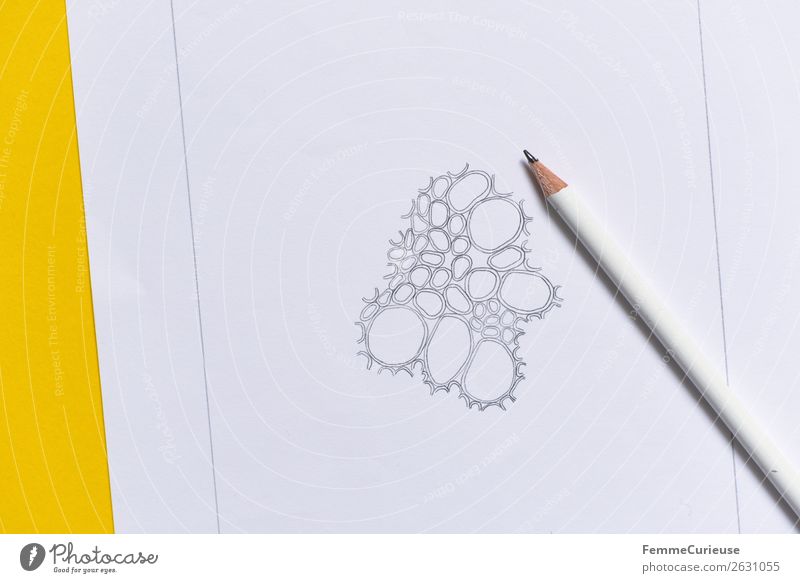 Drawing: Cells from the vascular bundle of a dicotyledonous stem Natur Biologie biologieunterricht Schule Schulunterricht Bildung Bleistift Zeichnung Entwurf