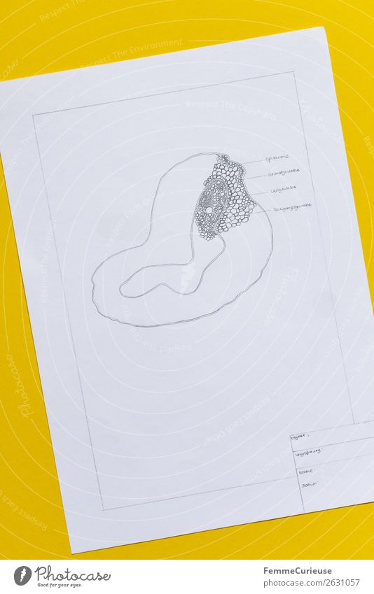 Drawing: section of the cross section of a fern stem Natur Bildung Epidermis Leitgewebe Grundgewebe Gewebe Körperzelle Biologie Schulunterricht Hausaufgabe