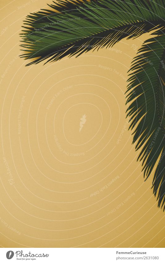 Palm branches on yellow background Natur Kreativität Schreibwaren Papier gelb grün Palme Palmenwedel tropisch Design Farbfoto Studioaufnahme Textfreiraum links