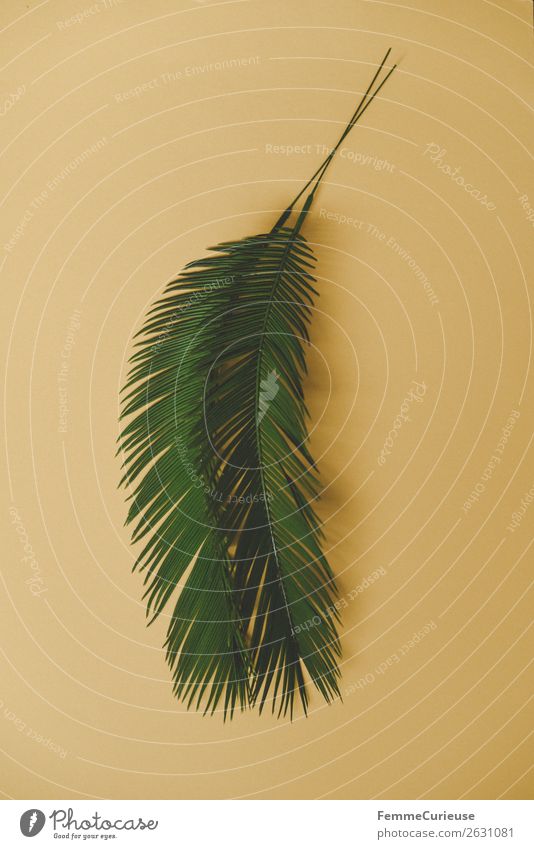 Two palm branches on yellow background Natur Palme Palmenwedel Pflanze Pflanzenteile gelb Grünpflanze Dekoration & Verzierung Farbfoto Studioaufnahme