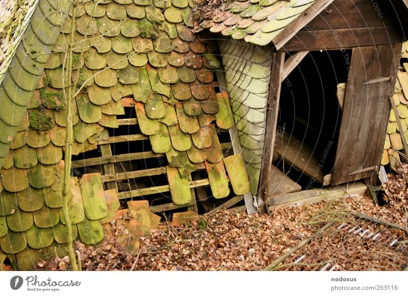 Unterschlupf trist Moos bewachsen Versteck Hütte verfallen Verfall Zweige u. Äste Blatt Schiefer Schieferdach Holzhütte Eingangstür Dach alt Schindeldach