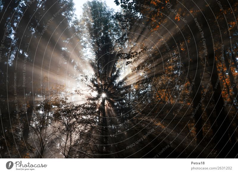 Nebel-Sonnenstrahlen Umwelt Natur Pflanze Sonnenlicht Herbst Schönes Wetter Wald Herbstwald Herbstfärbung Herbstbeginn Menschenleer braun gelb gold Gefühle