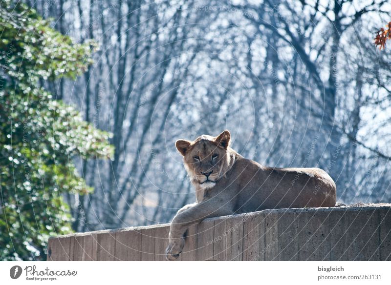 Löwin Zoo Löwe 1 Tier Erholung liegen Blick blau braun grau grün Gelassenheit geduldig ruhig Farbfoto Gedeckte Farben Außenaufnahme Menschenleer