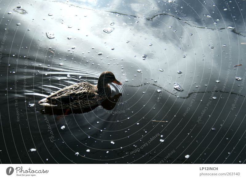 Hallo Daisy, hier ist Duck!... Umwelt Natur Wasser Schönes Wetter Seeufer Flussufer Teich Tier Ente 1 Schwimmen & Baden Umweltverschmutzung