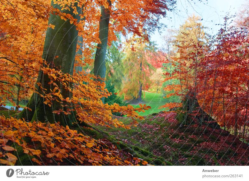 Es herbstelt... Umwelt Natur Landschaft Pflanze Herbst Klima Wetter Schönes Wetter Baum Sträucher Buche Garten Park Wiese Wald Hügel Kassel Bad Wilhelmshöhe