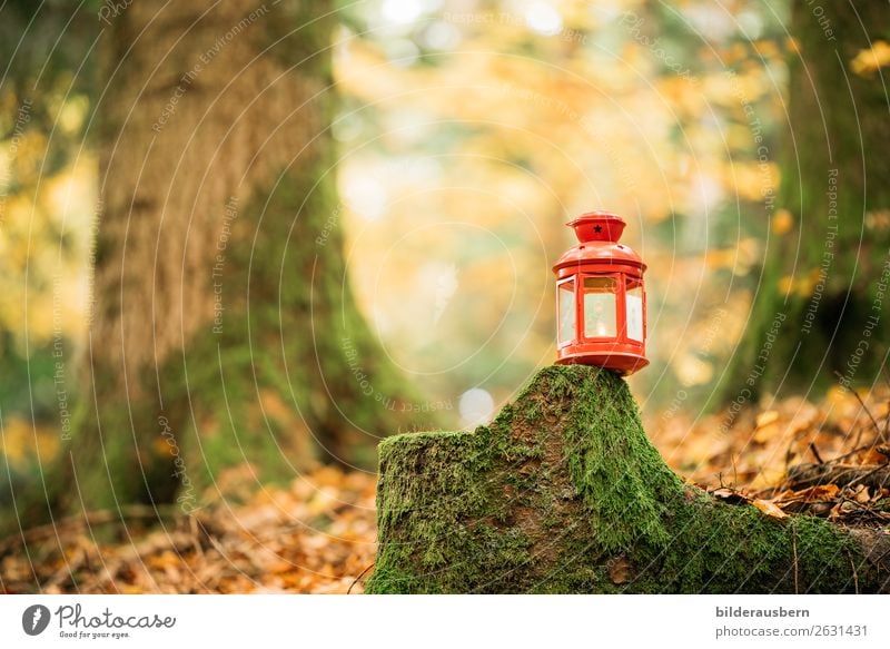 Novemberlicht im Herbstwald Herbstwetter Herbstlaub Dekoration & Verzierung Kerze Glas Metall leuchten träumen Fröhlichkeit Wärme gelb gold orange Glück