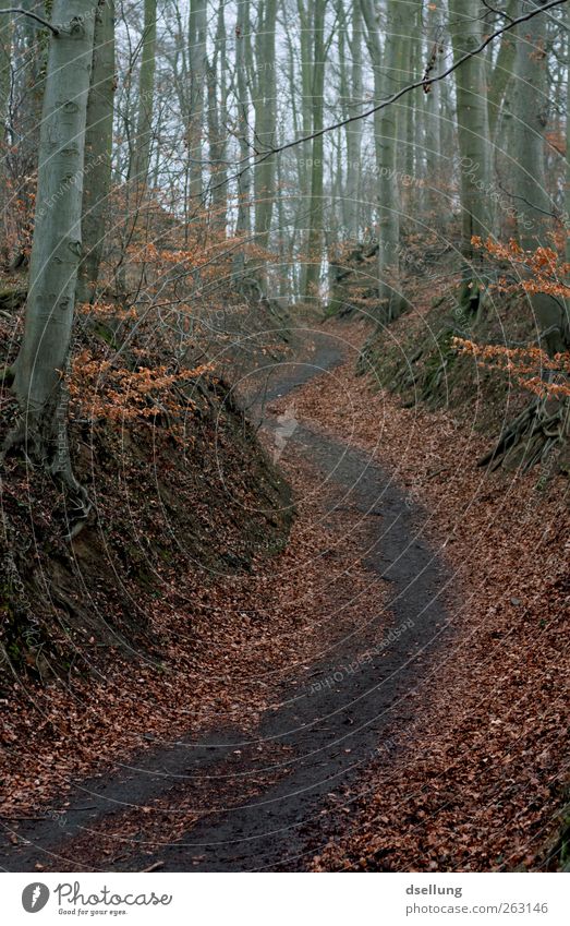 Naturbursche Umwelt Landschaft Pflanze Erde Baum Sträucher Wald wandern dreckig kalt nass natürlich wild braun grau rot schwarz feucht Herbst Wege & Pfade Blatt