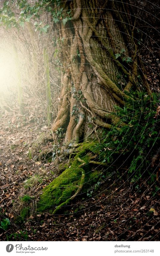 Baum im Gegenlicht umwuchert von Wurzeln Umwelt Natur Landschaft Pflanze Erde Baumstamm Wald außergewöhnlich dunkel fantastisch natürlich stark wild braun gelb