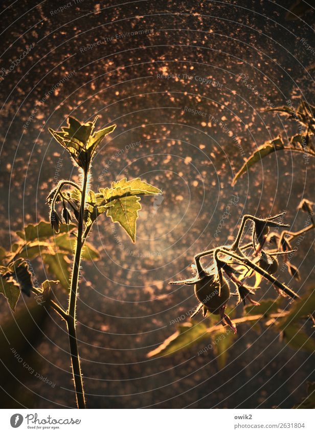 Verbeugung Herbst Pflanze Nutzpflanze Tomate Strauchtomate Sträucher Stengel Blatt Garten Gewächshaus Glasfassade leuchten stehen Wachstum dreckig glänzend