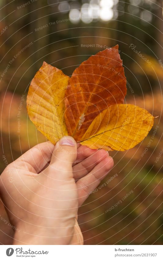 Herbstfarben Erholung ruhig Ferien & Urlaub & Reisen wandern Mann Erwachsene Hand Finger Wald festhalten leuchten stehen schön Wärme braun gelb gold Verfall