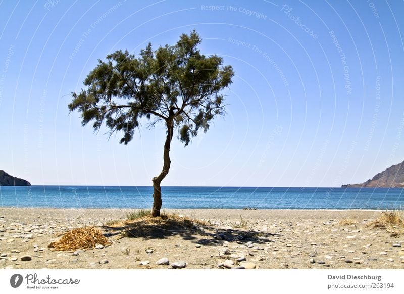 Alleinstehend Erholung Ferien & Urlaub & Reisen Ferne Freiheit Sommer Sommerurlaub Strand Meer Insel Natur Landschaft Sand Wolkenloser Himmel Horizont