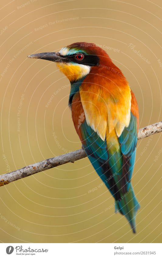 Kleiner Vogel, der auf einem Ast sitzt. exotisch schön Freiheit Natur Tier Biene glänzend füttern hell wild blau gelb grün rot weiß Farbe Tierwelt Bienenfresser