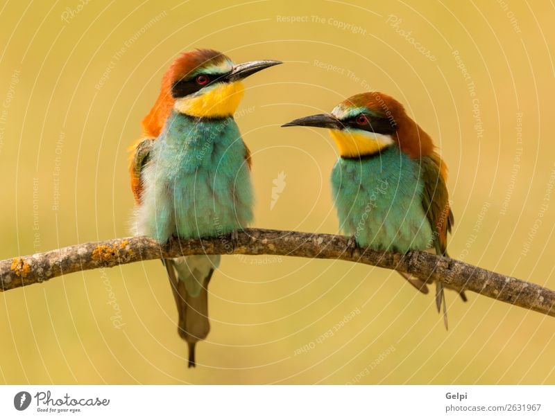 Ein Paar Bienenfresser. exotisch schön Freiheit Umwelt Natur Tier Park Vogel Liebe klein wild blau gelb grün rot Farbe Zusammenhalt Tierwelt farbenfroh Esser