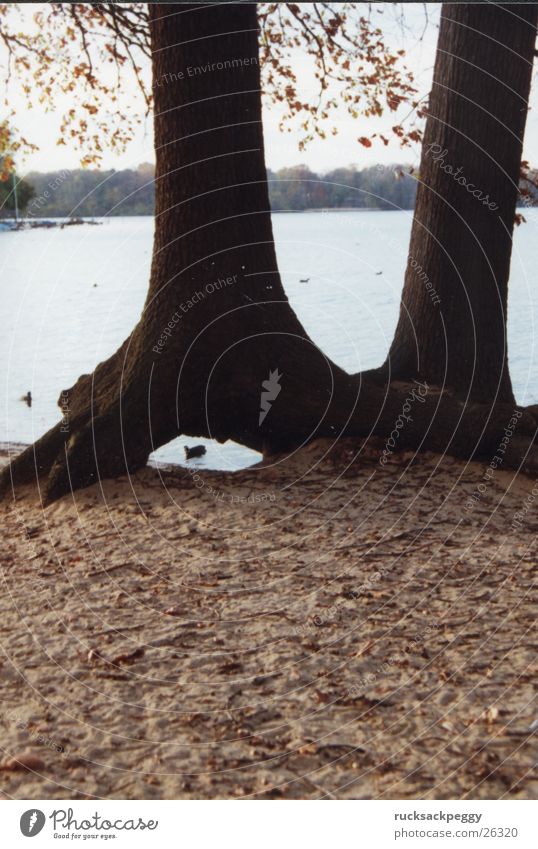 Durchblick Baum See Teich Herbst Blatt Zwilling Wasser Baumstamm Havel