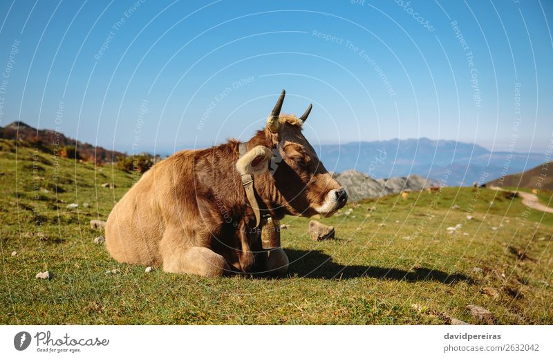 Die Kuh liegt auf dem Gras liegend. schön Sonnenbad Berge u. Gebirge Natur Landschaft Tier Herbst Wiese Stein Fressen schlafen authentisch braun grün Einsamkeit