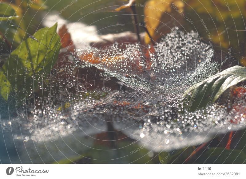 Spinnennetz Natur Pflanze Wasser Wassertropfen Sonnenlicht Herbst Schönes Wetter Regen Blatt Garten Park Wiese Feld Wald braun gelb grün rot schwarz weiß