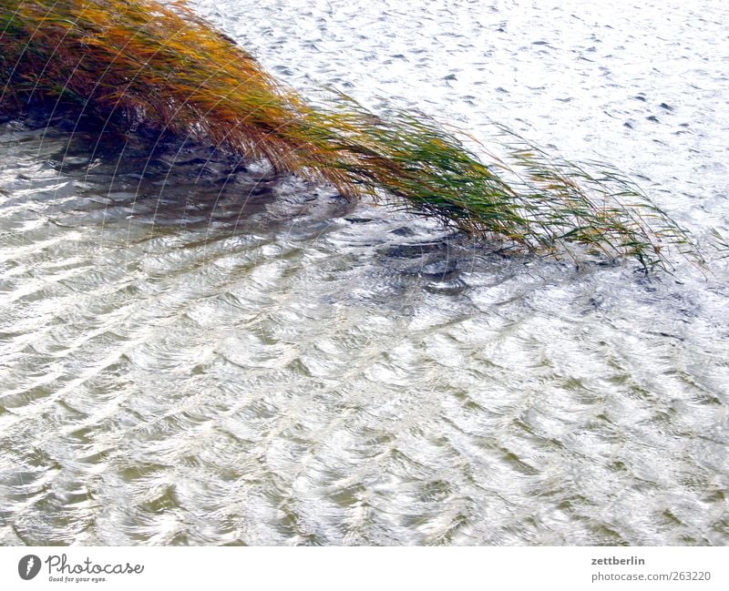 Wind Umwelt Natur Pflanze Urelemente Wasser Wetter Sturm Wellen Seeufer Teich Schilfrohr wehen Farbfoto Außenaufnahme Detailaufnahme Textfreiraum unten Tag