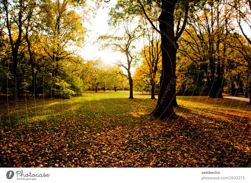 Freundliches Wetter Ast Baum Erholung Ferien & Urlaub & Reisen Gras Herbst Herbstlaub Blatt Menschenleer Natur Park Pflanze Rasen ruhig Baumstamm Sträucher