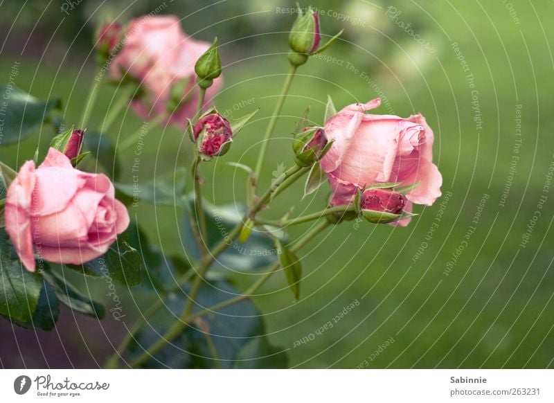 Rosengarten Umwelt Natur Pflanze Frühling Blatt Blüte Wildpflanze grün rosa Gefühle Blume Blütenknospen Farbfoto mehrfarbig Nahaufnahme Detailaufnahme