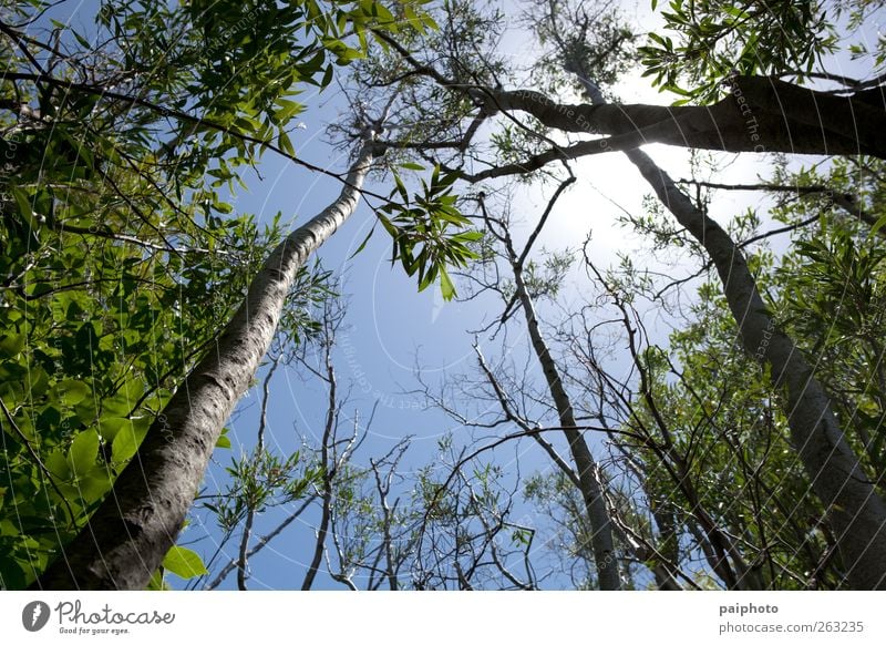 Bäume von unten blau niedriger Winkel Sonne Himmel Aussicht Weitwinkel Lichterscheinung grün Baum Sommer Wald Außenaufnahme Park