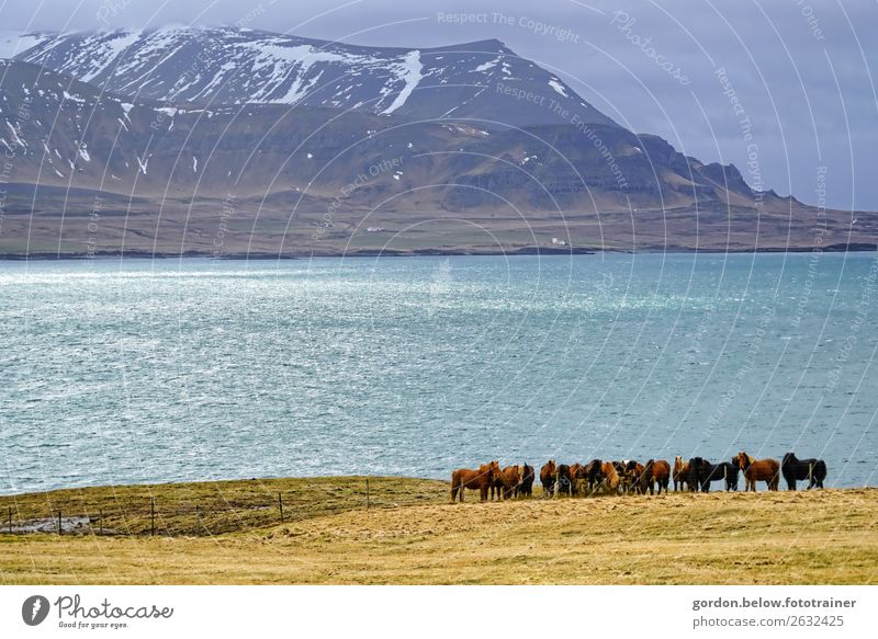 Glücksmomente im Frühling Natur Landschaft Pflanze Tier Urelemente Erde Sand Luft Wasser Himmel Gras Seeufer Bucht Menschenleer Nutztier Wildtier Pferd Herde