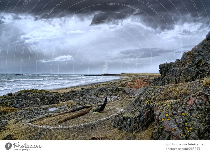 gestrandet Umwelt Natur Landschaft Pflanze Urelemente Erde Sand Luft Wasser Himmel Wolken Gewitterwolken Herbst Gras Moos Wildpflanze Meer Stein außergewöhnlich