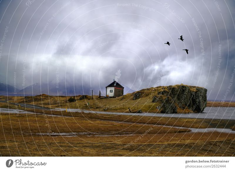 Islands Weiten Herbst Moos Felsen Berge u. Gebirge Bucht Meer Menschenleer Haus Mauer Wand Fenster Dach Tier 3 Stein Sand genießen Unendlichkeit einzigartig