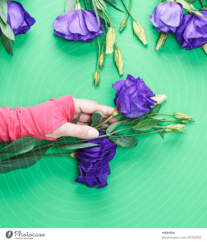 weibliche Hand in einem rosa Pullover mit einem Blumenzweig schön Haut Frau Erwachsene Natur Pflanze Blatt Blüte Mode Blumenstrauß frisch natürlich oben weich