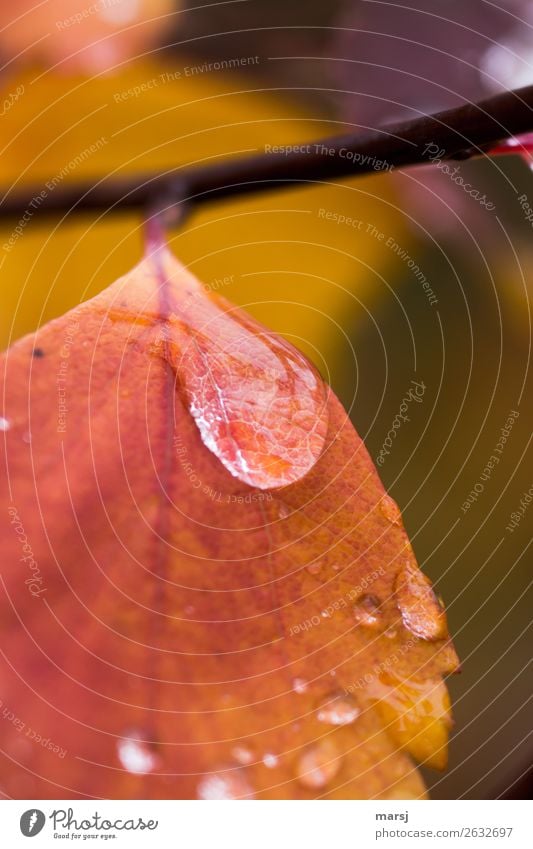 Ganz schön traurig Wassertropfen Herbst Blatt Tropfen Regen nass Reinheit Traurigkeit Sorge Trauer Liebeskummer Herbstlaub Herbstfärbung Warme Farbe mehrfarbig