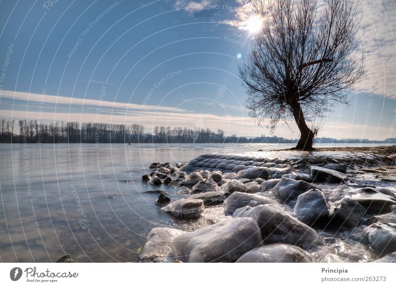 Eisglasiertes Rheinufer in der Wintersonne Sonne Schönes Wetter Baum Flussufer Rheintal Zufriedenheit ruhig Winterspaziergang Farbfoto Außenaufnahme