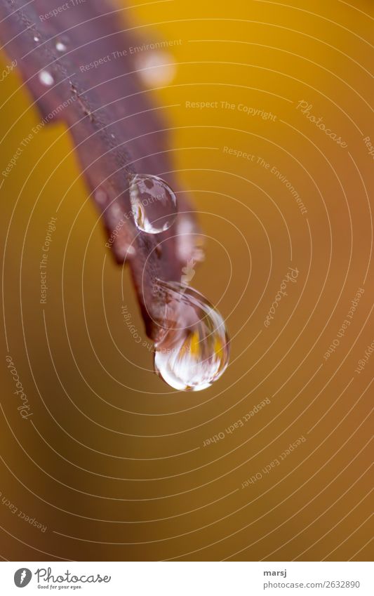 Tröpfchen Leben harmonisch Wassertropfen Herbst Blatt Tropfen hängen nass natürlich Kraft Reinheit Hoffnung Sorge Leichtigkeit Natur rein träumen Herbstlaub