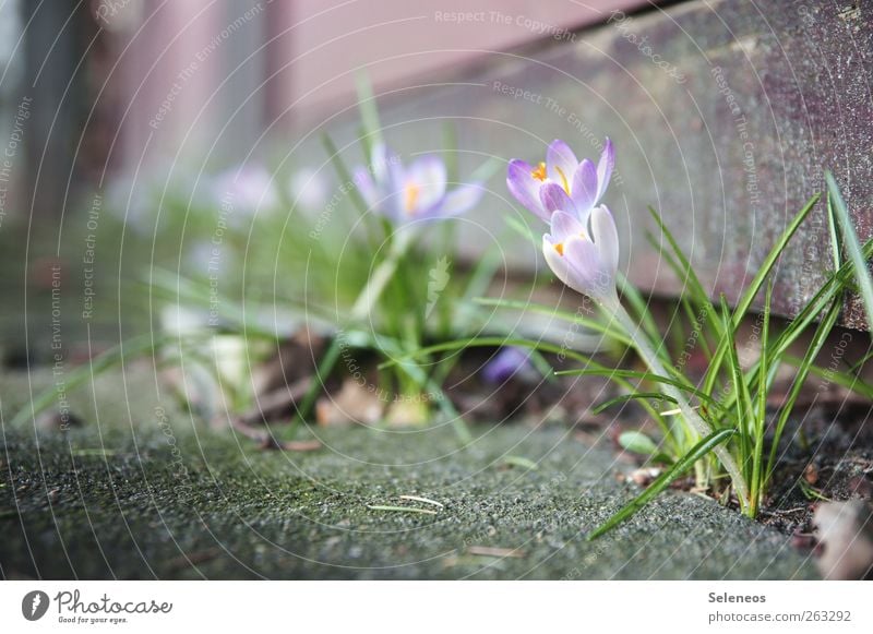 Hallo Frühling! Umwelt Natur Schönes Wetter Pflanze Blume Gras Blüte Krokusse Haus Terrasse Stein Beton Blühend Farbfoto Außenaufnahme Nahaufnahme Makroaufnahme