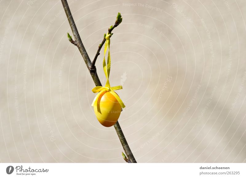 Osterei mit viel Textfreiraum Dekoration & Verzierung Ostern Frühling gelb grau Ei Ast Textfreiraum links Textfreiraum rechts