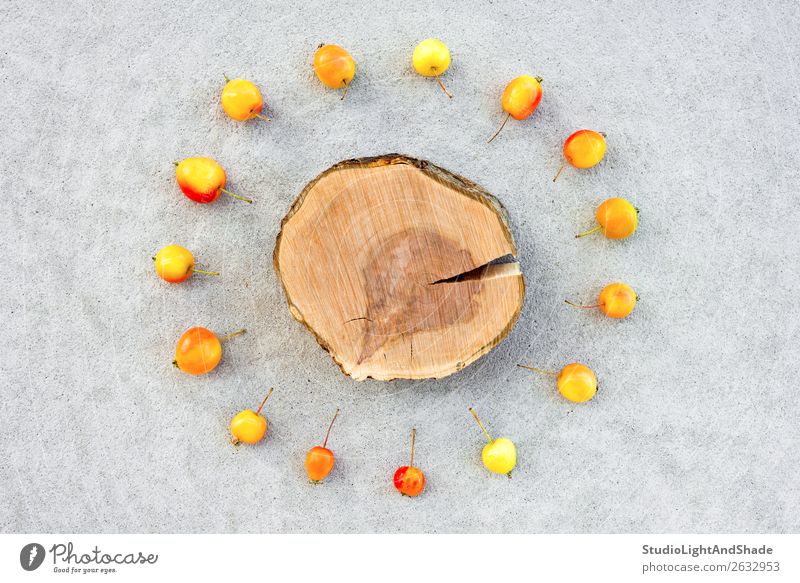 Apfelbaumstumpf mit Kopierraum umgeben von Kirschäpfeln Frucht Sommer Garten Gartenarbeit Natur Herbst Baum Beton Holz hell klein natürlich wild gelb grau rot