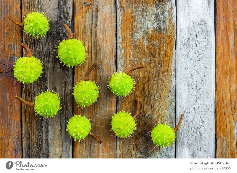 Grüne Kastanien auf rustikalem Holzgrund schön Sommer Natur Pflanze Baum Wald Sammlung alt natürlich retro stachelig braun grün Farbe orange Muttern Stachel