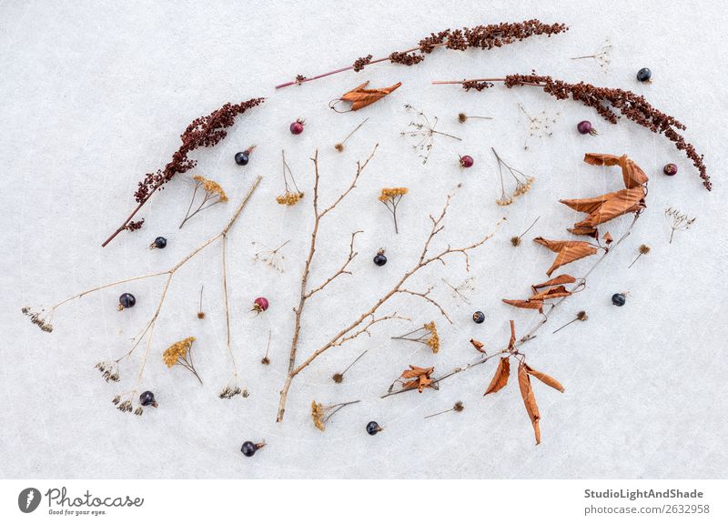 Schönheit trockener, empfindlicher Pflanzen Frucht elegant schön Winter Schnee Natur Herbst Baum Blatt Wald Sammlung Beton dunkel einfach natürlich wild braun