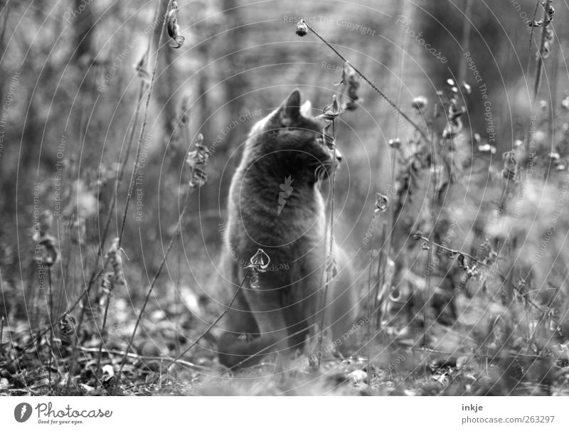 Camouflage cat Natur Herbst Pflanze Blume Wildpflanze Sträucher Garten Wiese Tier Katze Hauskatze 1 Tierjunges beobachten hocken Blick sitzen verblüht