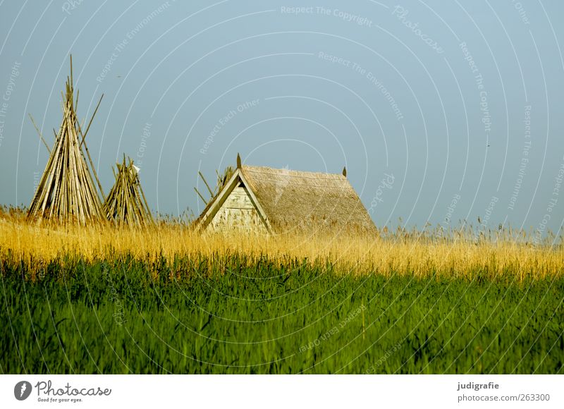 Am Bodden Umwelt Natur Landschaft Himmel Sommer Gras Küste Seeufer Vorpommersche Boddenlandschaft Haus Hütte Bauwerk Dach klein grün Erholung ruhig Schilfrohr