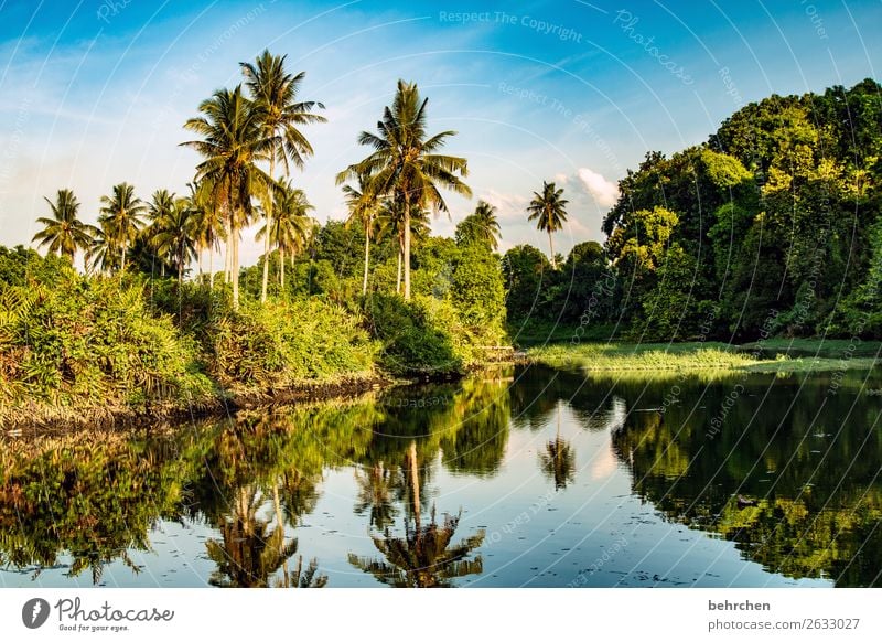 paradies Ruhe Dämmerung Sonnenuntergang Abend Kontrast Licht Außenaufnahme Tag Farbfoto Malaysia Fluss Urwald Wasser Landschaft Natur Ferien & Urlaub & Reisen