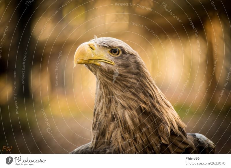 Seeadler Tier Wildtier Vogel Tiergesicht Zoo 1 beobachten hören außergewöhnlich authentisch elegant Kraft schön Wachsamkeit Ausdauer Stolz Entschlossenheit