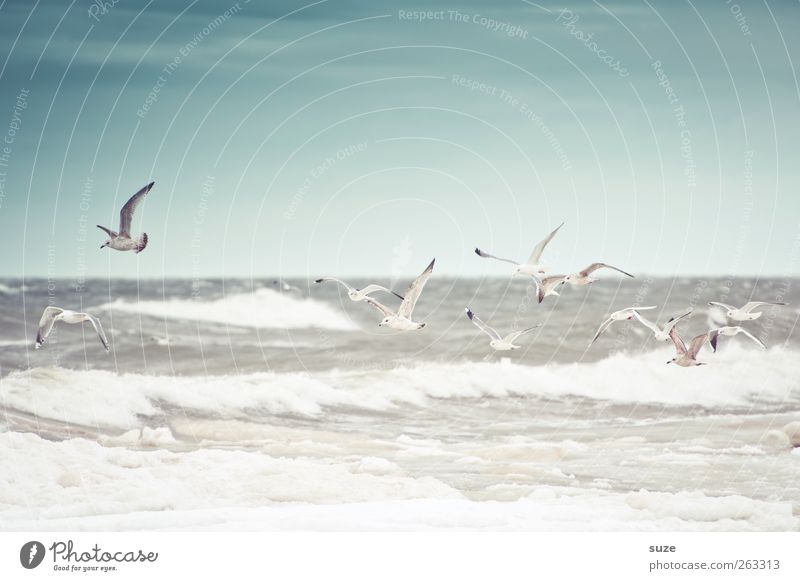 Stürmische See Meer Wellen Umwelt Natur Tier Urelemente Luft Wasser Himmel Horizont Winter Klima Wetter Wind Sturm Küste Ostsee Wildtier Vogel Silbermöwe