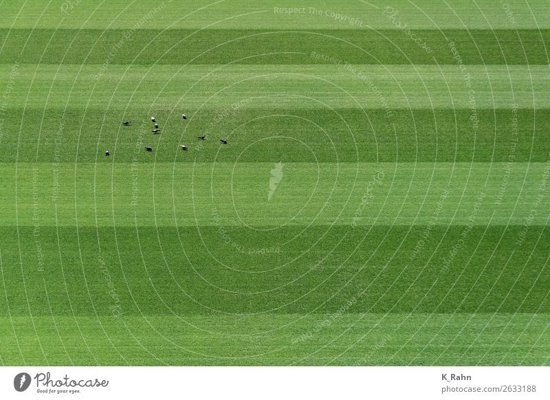 Tauben auf dem Sportplatz. Fußball Fußballplatz Natur Pflanze Tier Gras Wildtier Vogel Tiergruppe Bewegung Fitness fliegen Fressen füttern Spielen saftig