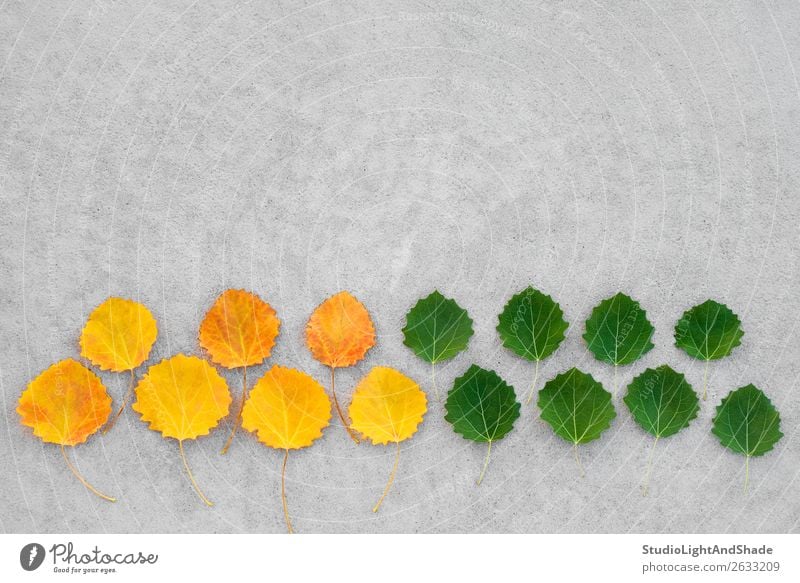 Gelbe und grüne Blätter auf Betonuntergrund schön Sommer Natur Pflanze Herbst Wetter Baum Blatt Wald alt hell natürlich gelb gold Farbe Inspiration Kreativität