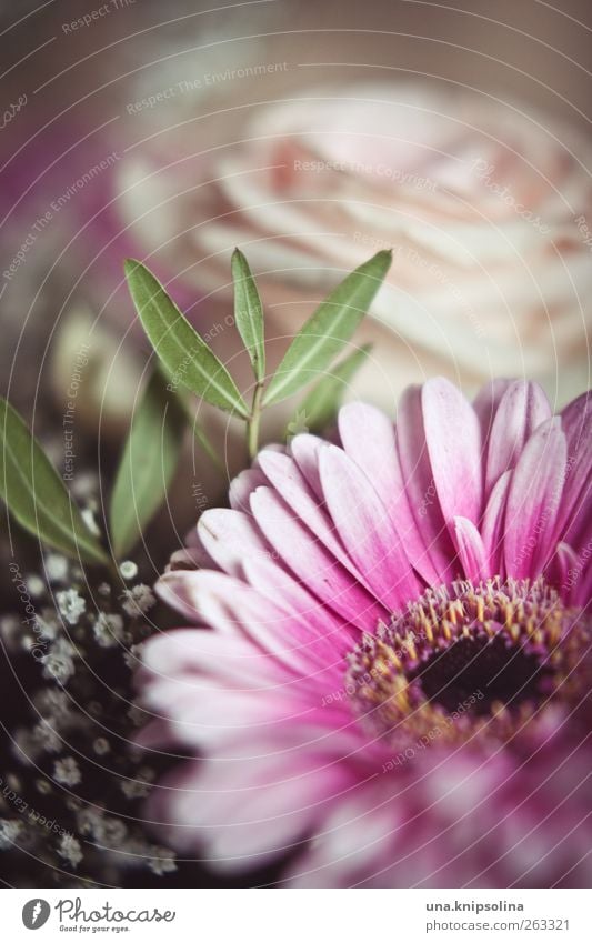 alles gute zum frauentag! Frühling Blume Rose Blatt Blüte Gerbera Blühend Duft Freundlichkeit natürlich rosa Farbfoto Gedeckte Farben Innenaufnahme Nahaufnahme