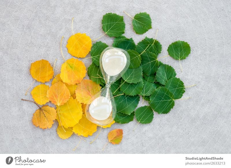 Sanduhr an Sommer- und Herbstblättern Uhr Natur Pflanze Wetter Baum Blatt Wald Beton alt hell natürlich gelb gold grün Farbe Zukunft Zeit Lebensalter Sandglas