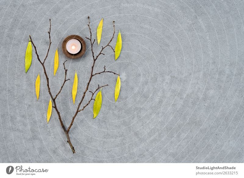 Baumzweig mit Herbstblättern und gemütlichem Kerzenlicht schön Garten Natur Wetter Wärme Blatt Beton dunkel natürlich trist gelb grau Stimmung Farbe Nostalgie