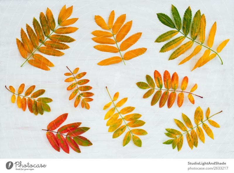 Bunte Aschebaumblätter auf bemaltem Holzgrund schön Garten Kunst Natur Pflanze Herbst Baum Blatt Wald hell natürlich gelb gold rot weiß Farbe Aschbeere