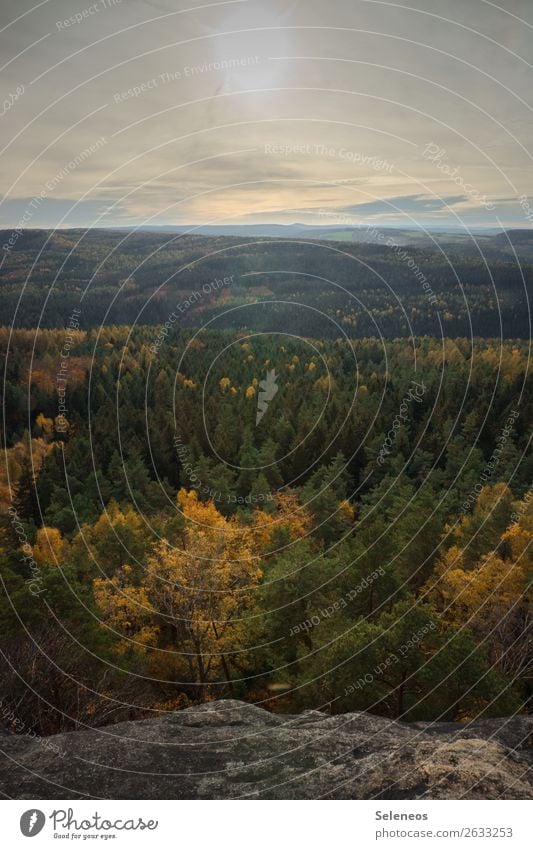 Herbstwald harmonisch Zufriedenheit Sinnesorgane Erholung ruhig Ferien & Urlaub & Reisen Ausflug Abenteuer Ferne Freiheit Umwelt Natur Landschaft Himmel